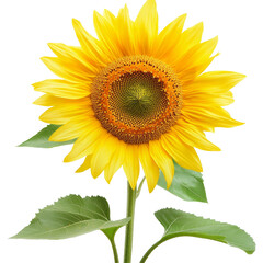 Obraz premium Vibrant sunflower blooming against a clean transparent background creating a striking visual contrast, Sunflowers transparent background. Sunflower transparent background