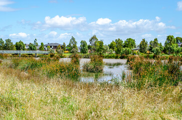 An urban wetland or water retention area surrounded by tall grasses and reeds in a suburban...