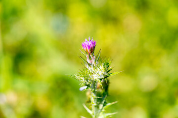 Thistle is the common name of a group of flowering plants characterized by leaves with sharp spikes on the margins, mostly in the family Asteraceae. Prickles can also occur all over the plant – on the