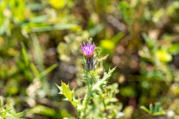 Thistle is the common name of a group of flowering plants characterized by leaves with sharp spikes...