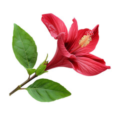 Fototapeta premium A vibrant roselle hibiscus flower with lush green leaves displayed on a clean transparent background, roselle hibiscus with leaf on transparent background