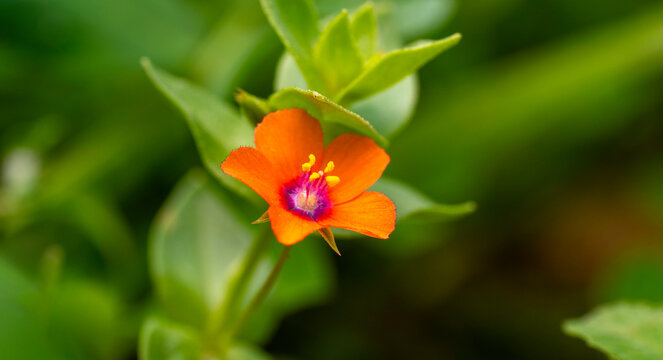 Scarlet pimpernel. Lysimachia arvensis, syn. Anagallis arvensis, commonly known as the scarlet pimpernel, red pimpernel, red chickweed, poor man's barometer, poor man's weather-glass, shepherd's weath