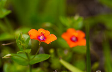 Scarlet pimpernel. Lysimachia arvensis, syn. Anagallis arvensis, commonly known as the scarlet pimpernel, red pimpernel, red chickweed, poor man's barometer, poor man's weather-glass, shepherd's weath