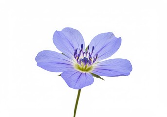 A single isolated light purple flower with five petals and a green stem on a white background