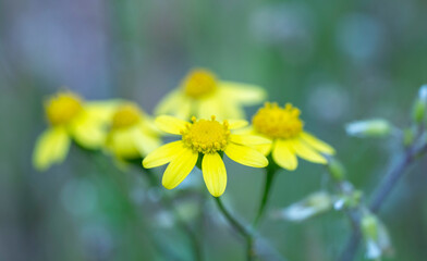 California goldfields. asthenia californica is a species of flowering plant in the family Asteraceae known by the common name California goldfields. It is native to western North America