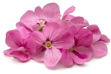 Closeup Pink Flowers Bunch Soft Petals Blossom