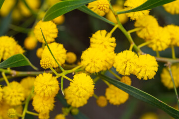 Acacia saligna, commonly known by various names including coojong, golden wreath wattle, orange wattle, blue-leafed wattle, Western Australian golden wattle, and, in Africa, Port Jackson willow,