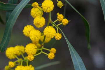 Acacia saligna, commonly known by various names including coojong, golden wreath wattle, orange wattle, blue-leafed wattle, Western Australian golden wattle, and, in Africa, Port Jackson willow,