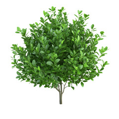 Obraz premium Lush green bush plant isolated against a clean transparent background for landscaping or decorative purposes, green bush plant isolated on transparent background cutout