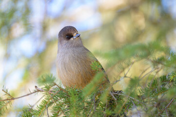 Siberian jay (Perisoreus infaustus) in forest