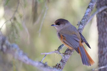Siberian jay (Perisoreus infaustus) in forest