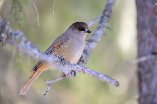 Siberian jay (Perisoreus infaustus) in forest