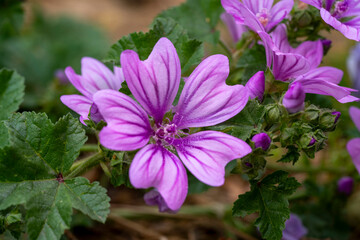 Obraz premium Cheeses. Malva sylvestris is a species of the mallow genus Malva, of which it the type species. Known as common mallow to English-speaking Europeans, it acquired the common names of cheeses, high mal