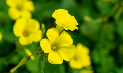 Bermuda buttercup. Oxalis pes-caprae, commonly known as African wood-sorrel, Bermuda buttercup, Bermuda sorrel, buttercup oxalis, Cape sorrel, English weed, goat's-foot, sourgrass, soursob or soursop;