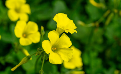 Bermuda buttercup. Oxalis pes-caprae, commonly known as African wood-sorrel, Bermuda buttercup, Bermuda sorrel, buttercup oxalis, Cape sorrel, English weed, goat's-foot, sourgrass, soursob or soursop;