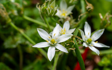 Obraz premium Garden star of bethlehem. Ornithogalum umbellatum, the garden star-of-Bethlehem, grass lily, nap-at-noon, or eleven-o'clock lady, a species of the genus Ornithogalum, is a perennial bulbous flowering