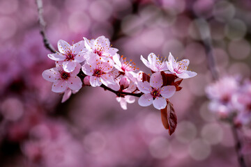 close-up pink cherry blossoms with bokehs spring time