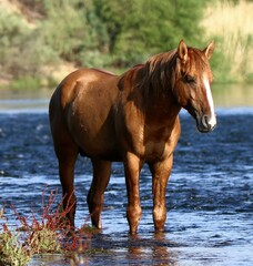 Wild Horse in the River 