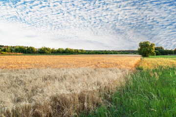 Beautiful Rural Landscape with Two Fields of Ripened Crops Under the Vibrant Sunset Sky