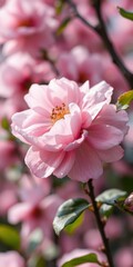 Obraz premium Blooming pink flower against a blurred background of colorful blossoms in springtime garden