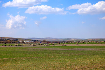 Fototapeta premium flock of sheep in the field