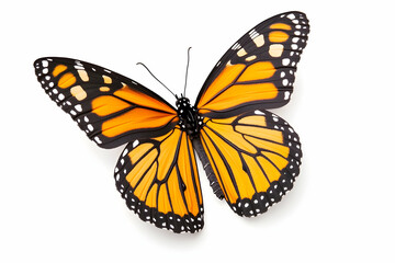 Naklejka premium Vivid orange butterfly with black veins and white spots isolated on white