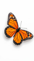 Vibrant orange butterfly with black veins isolated on white