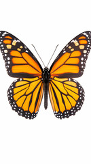 Vibrant orange butterfly with black veins and edges, isolated on white
