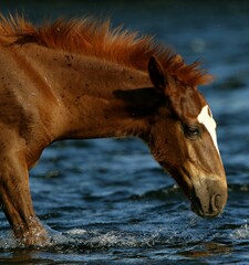 Wild Horse Colt in River