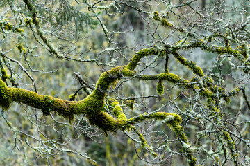 Moss covered branch in the Columbia River Gorge, Oregon