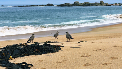 Beach with golden sand and crystal-clear water