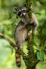 Raccoon in a tree looking at the camera