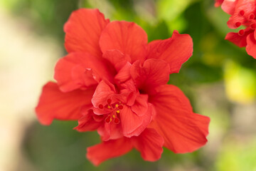 Obraz premium Double Red Hibiscus Flower in Bloom