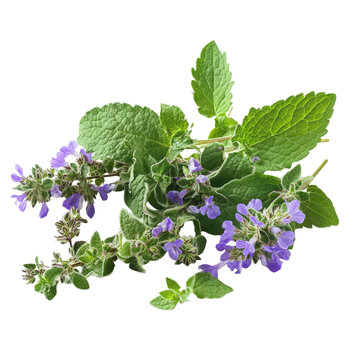 Catnip plant featuring green leaves and purple flowers displayed on a transparent background, Medicinal plants catnip on a transparent background