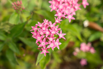 Blooming Pink Pentas Flowers in Soft Focus Garden