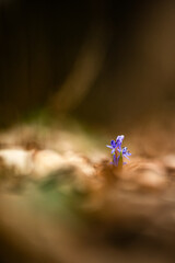 Purple flowers in the forest , yellow leaves on the ground , flowers 