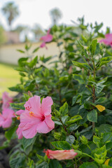 Close-Up of a Pink Hibiscus Flower in Full Bloom