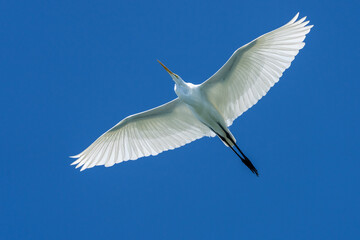 A Great Egret flies overhead with the deep blue sky in the background, Magdalena Bay, Baja...