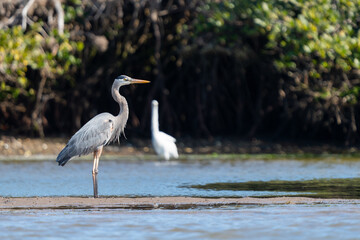 Great Blue Heron on the shoreline of a Mangrove Forest in Magdalena Bay, Baja California Sur, Mexico