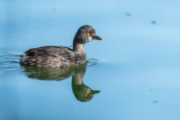 Least Grebe, Eco Parque de la Juventud, La Paz, Baja California Sur, Mexico