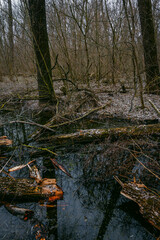 Fototapeta premium Landscape photography in the beautiful spring forest , clouds in the sky , mysterious forest, lands and trees , green grass and trees , mystery place , fallen trees and swamp in woodlands
