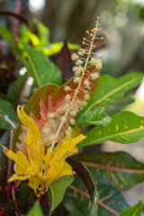 Flowering Croton Plant with Bright Leaves and Unique Bloom © Natalie LightFocus