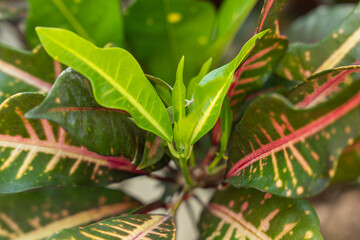 Colorful Croton Plant Leaves with New Green Growth in Garden