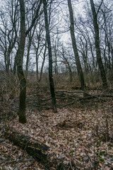 Landscape photography in the mysrterious forest , clouds in the sky , swamp in the forest,evening in the woodlands. Mystery place in forest ,fallen trees on the ground ,road in forest 
