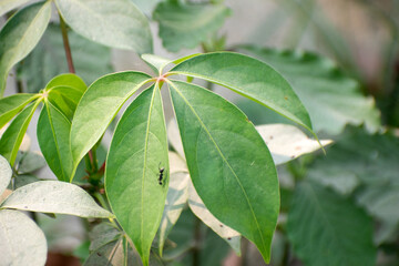 A fresh cassava leaf with a small ant crawling on it, captured in a vibrant and natural garden...