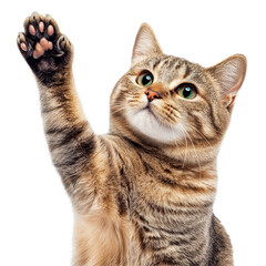 Fototapeta premium A cute cat with green eyes gives a high five while posing against a transparent backdrop, cat giving high five, look on camera, isolated transparent background