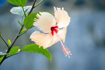 A bright white Hibiscus arnottianus rosemallow flower with a striking red center in full bloom, surrounded by greenery.