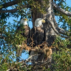 Eagle and Mate