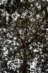 A breathtaking view of a tree canopy stretching towards a bright, clear sky, showcasing its vibrant green foliage.