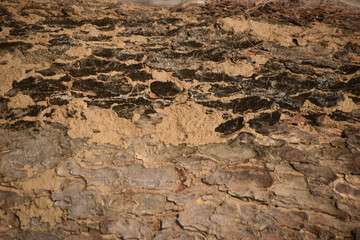 Close-up of rough-textured Aleppo pine bark, displaying its rugged natural patterns and earthy tones.